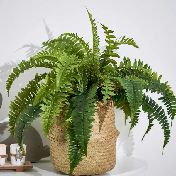 Boston Sambaia Verde>CASA Flash Sale