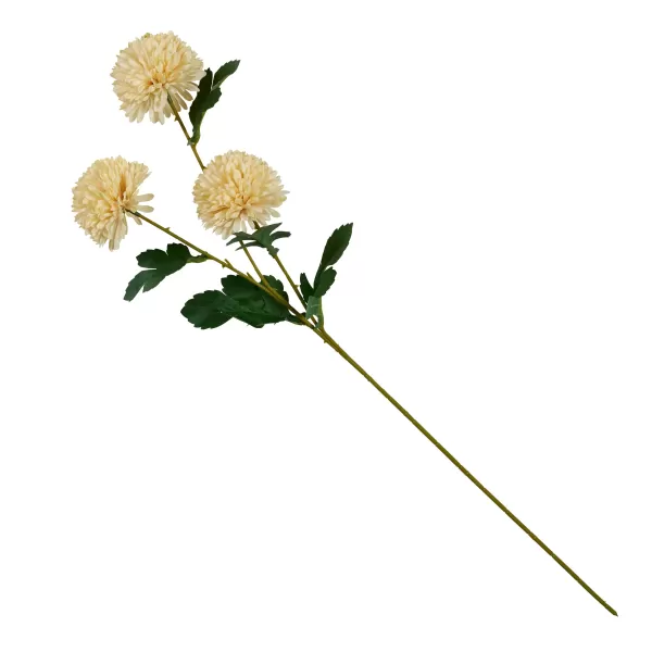 Chrysanthemum Bege>CASA Online