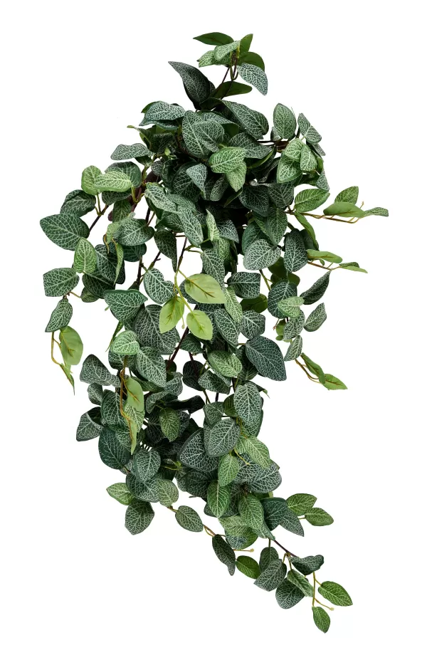 Fittonia Grinalda De Folhas Verde>CASA Hot