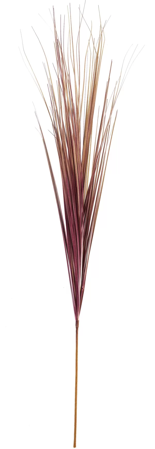 Grass Feixe De Relva>CASA Fashion