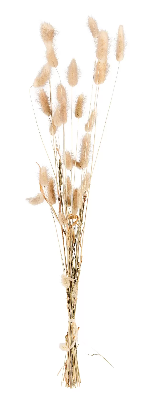 Lagurus Lagurus Natural>CASA Cheap