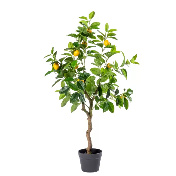 Lemon Limoeiro Verde>CASA Online