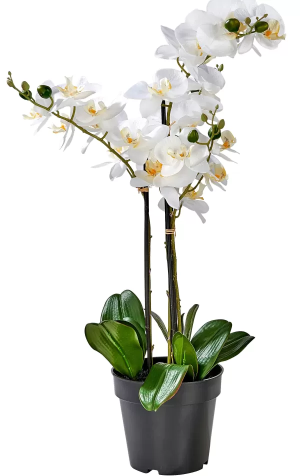 Orchid Orqu Dea Em Vaso Branco>CASA Sale