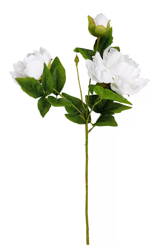 Peony Peonia Branco>CASA Hot