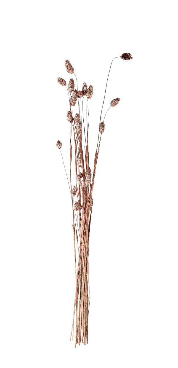 Phalaris Relva Decorativa Acobreado>CASA Store