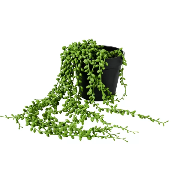 Senecio Planta Verde>CASA Best Sale