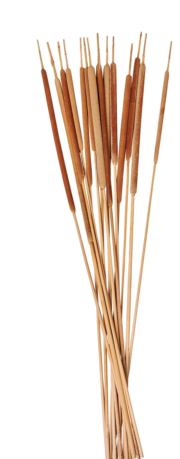 Typha Canas Conjunto De 15 Natural>CASA Best Sale